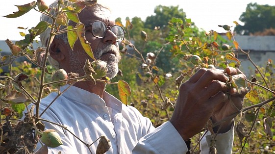 Indian man inspecting cotton
